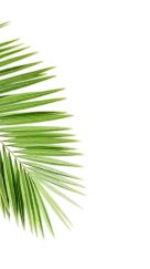 Leaf image