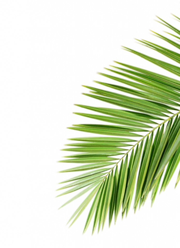 Leaf image